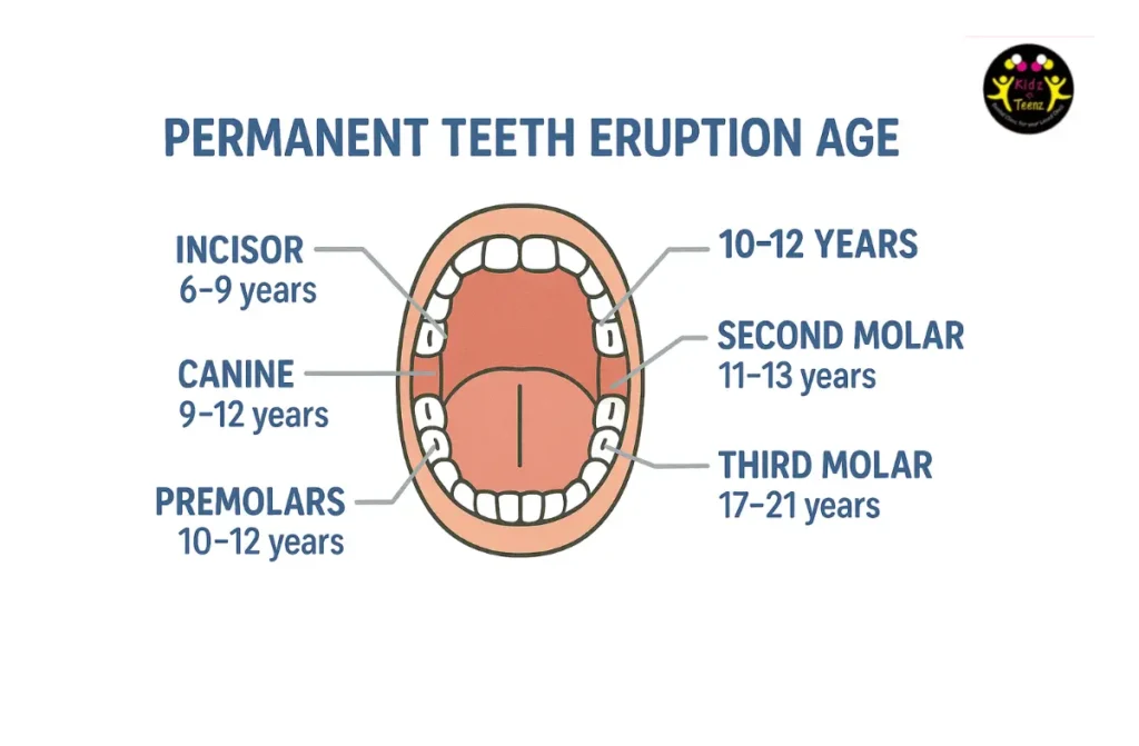 Permanent Teeth Eruption Age
